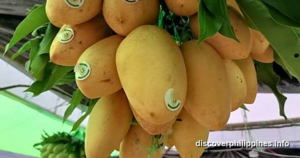 Guimaras Mango — Guimaras